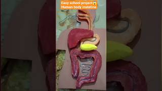 easy school project human digestive system for kid #digestivesystem #shorts #youtubeshorts