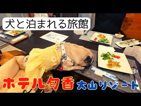 【パグ】鳥取で犬と泊まれる旅館に宿泊♪ご馳走とドッグランに大はしゃぎ!【ホテル旬香大山リゾート】