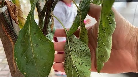 Cách Trị Muội Rệp Trên Rau Xanh và Cây Ăn Quả Không Phải Ai Cũng Biết