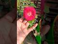 desi Gulab Khushbu wala #gulab #khetibadi #gardening #shortvideo