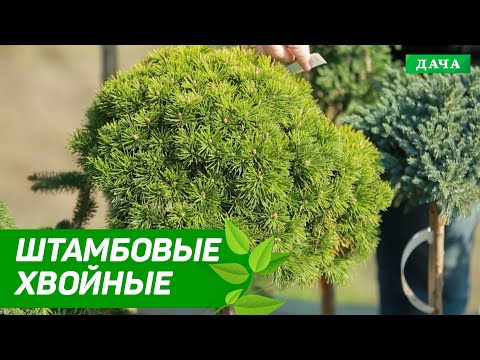 Штамбовые хвойные | Как создавать уникальный ландшафтный дизайн с помощью хвойных деревьев