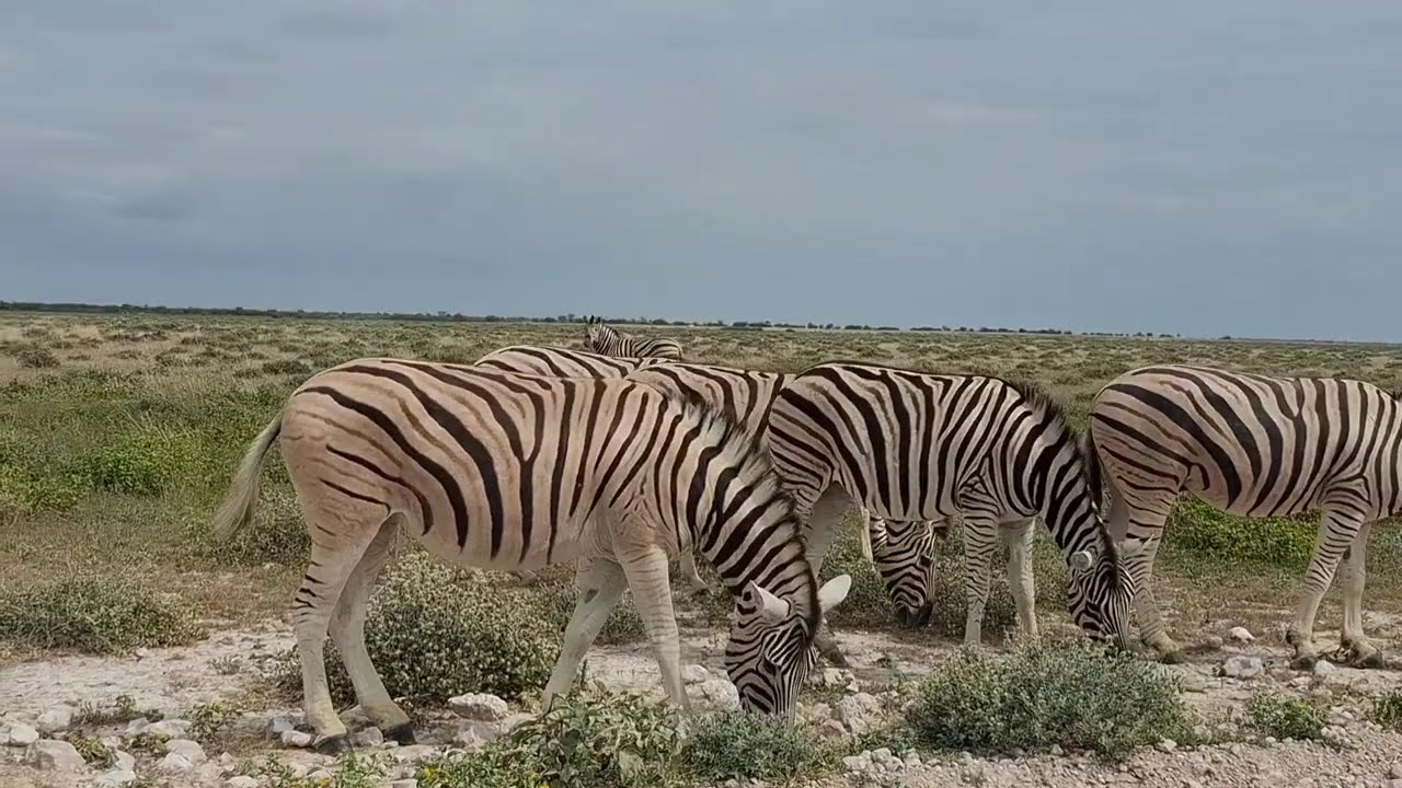 TRAVEL Vlog: ETOSHA NATIONAL PARK🇳🇦♥️ Agaain🦓🦒🐘!Overnight at Okajo Lodge 