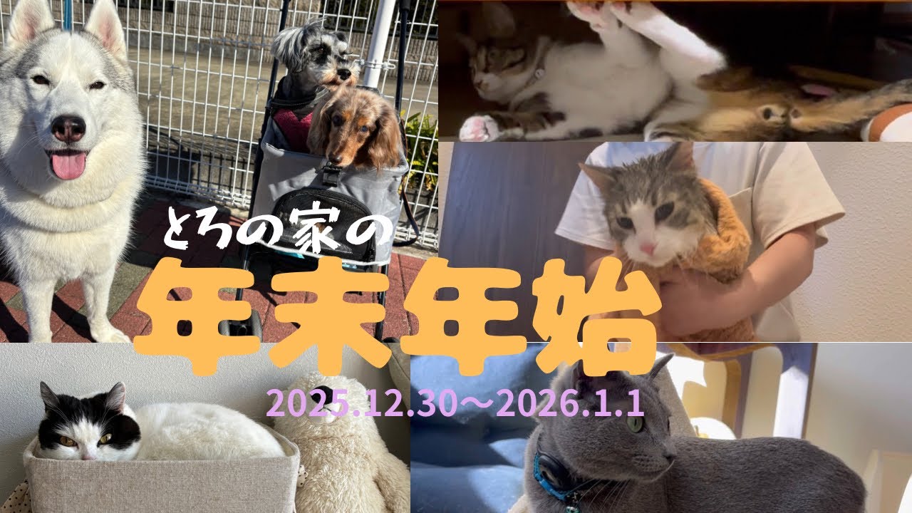 2025.12.30〜2026.1.1のとろの家の様子