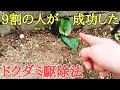 雑草対策｜今から面白いドクダミ駆除の実験映像をお見せします。