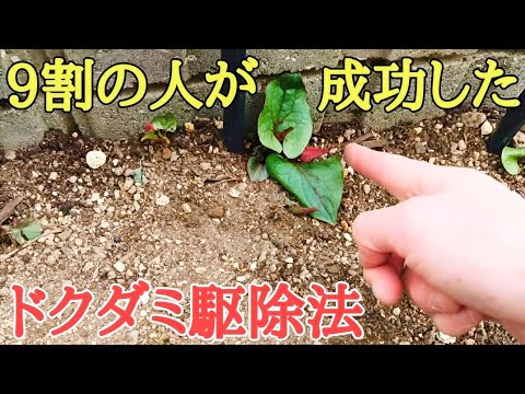 雑草対策｜今から面白いドクダミ駆除の実験映像をお見せします。