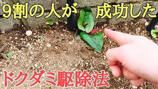 雑草対策｜今から面白いドクダミ駆除の実験映像をお見せします。