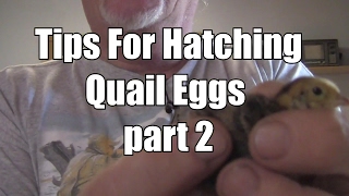 How to hatch quail eggs Part 2 How to raise quail