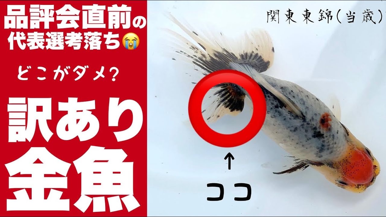 惜しい金魚】とても良い関東東錦だけど大きな欠点が...ダメな理由を 