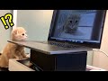 初めて自分の姿を見る子猫の反応がこちら【短足マンチカン】
