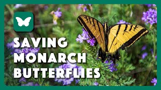 Saving Monarch Butterflies