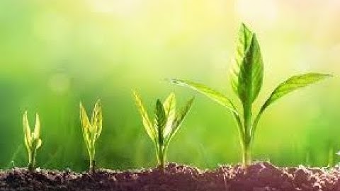 CLASS 5 PLANTS INCREASING THE NUMBERS