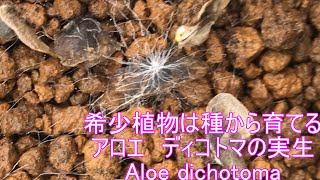 希少植物は種から育てる！アロエ・ディコトマ Aloe dichotoma