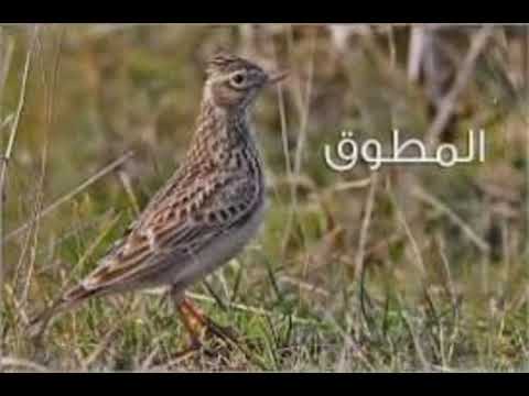 صوت مطوق نخبة ومميز     صوت الزرعي المميز