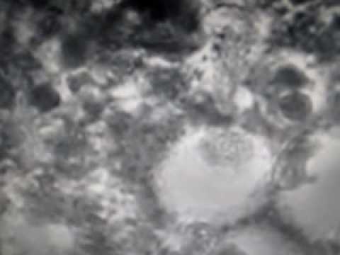 Video: Adakah Clorox membunuh spora acuan?