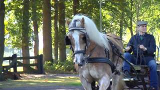 Jan en zien peerd - Luuks Nijsingh