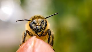 Honeybee antennae cleaning screenshot 3