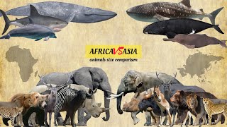 AFRICAN VS ASIAN - animals size Comparison.