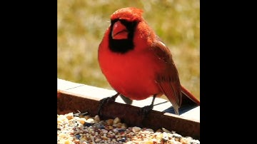 Thumbnail of Red Cardinal sounds, #shorts #birdssounds,#cardinals,#cutebirds #beautifulbirds #birds_chirping