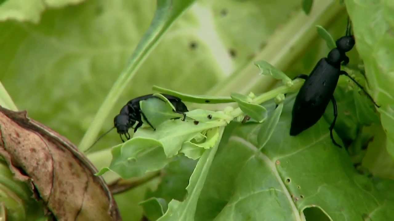 Blister Beetles