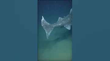 ХИТРОСТЬ ГРЕНЛАНДСКОЙ ПОЛЯРНОЙ АКУЛЫ | OCEAN