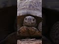 Did you know Some turtles can live for over 150 years