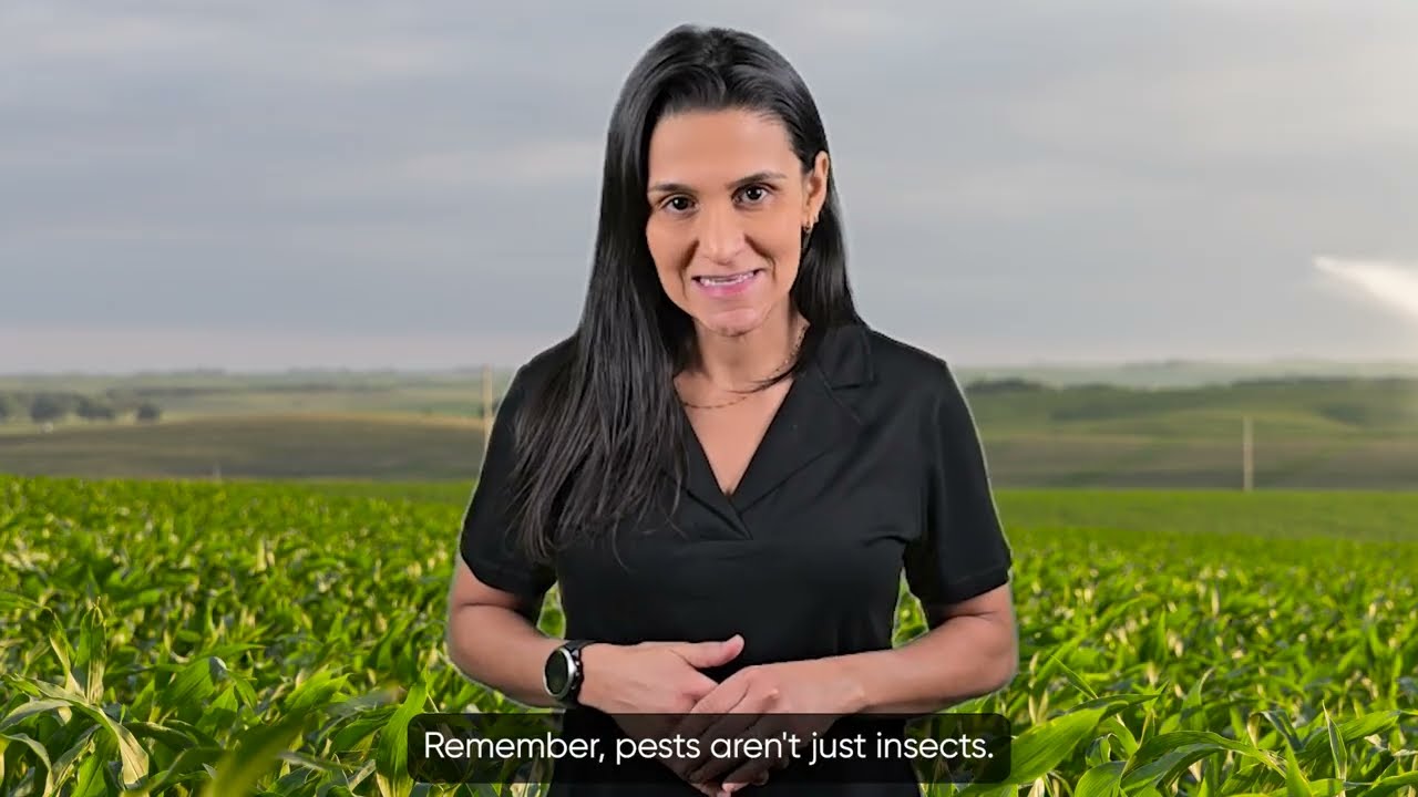 Scout Early, Scout Often: Protecting Your Corn Yields