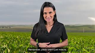 Scout Early, Scout Often: Protecting Your Corn Yields