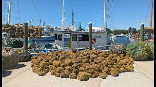 Walking the Tarpon Springs Sponge Docks | Florida's Famous Greek Village | Virtual Vacation