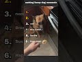 Ranking funny dog moments😂🐶watch until the end for the funniest moment
