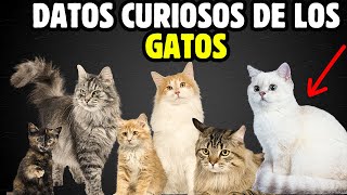 33 DATOS  CURIOSOS  de los GATOS by Mascotas Sanas Y Felices 654 views 2 months ago 10 minutes, 20 seconds
