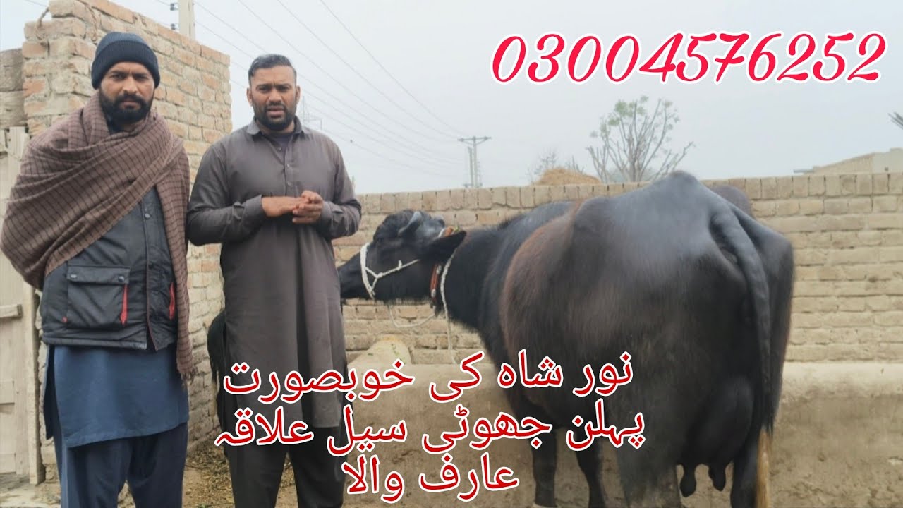 نورشاہ کی خوبصورت جھوٹی/Noor Shah ki khubsurat jhoti sale Okara Animal Tv/03004576252/17/1/2026