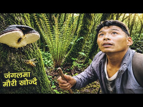 Searching for Wild Honey in the Jungle | Adventure Through Nature @sarmilarai-ic3rz 
