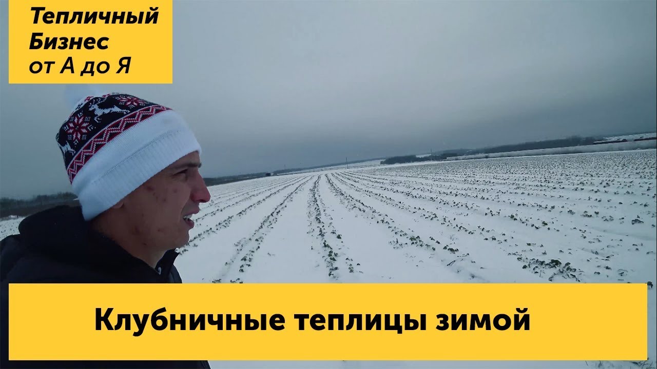 ⁣Зимние теплицы на юге России. Как выглядит клубничное хозяйство в зимний период