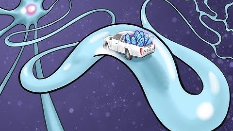 Mitochondrial Trafficking in Neurons