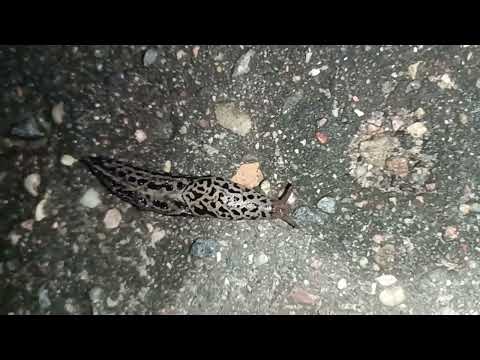 Нашествие гигантских слизней