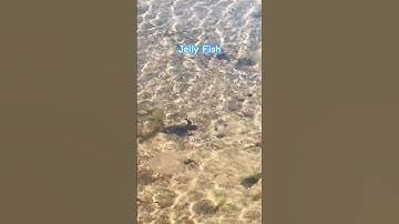 Jelly fish #jellyfish #jelly #fish #shorts #shortsfeed #shortvideo #shortsvideo #sea