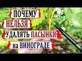 🍇 Пасынки винограда УДАЛЯТЬ или НЕТ?  Как правильно и без ОШИБОК пасынковать виноград?