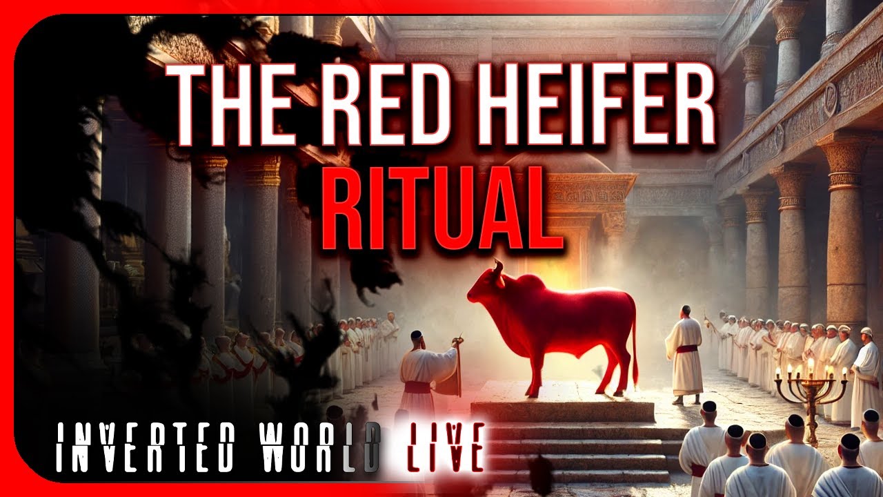 The Red Heifer Ritual - YouTube