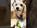 【犬のサンドイッチ屋さん】スマイル＆『ありがと』って言ってくれました🎶#shorts #ペット #犬 #おしゃべりペット #サンドイッチ