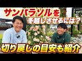【サンパラソル】冬越しのポイントご紹介!