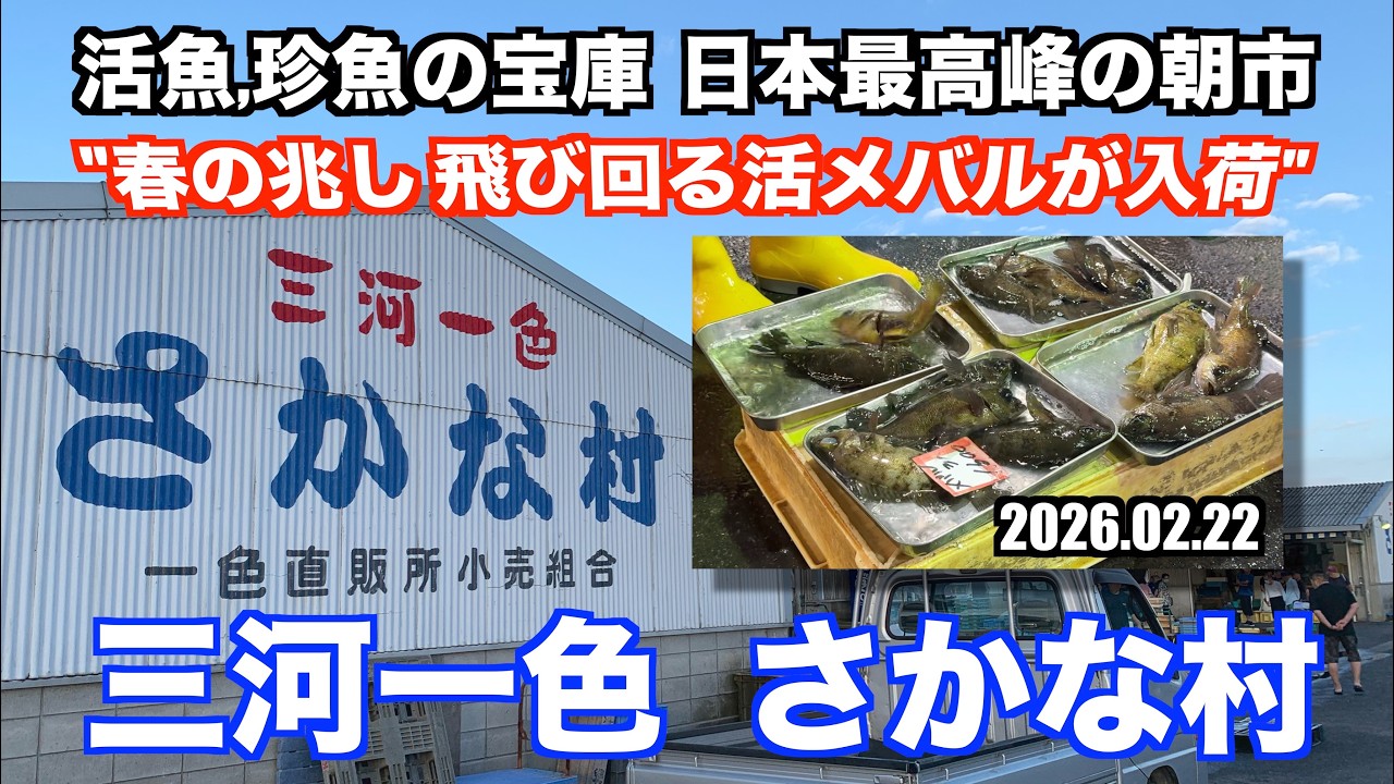 【三河一色さかな村 春の兆し 飛び回る活メバルが入荷 活魚,珍魚の宝庫 日本最高峰の朝市】あばお 海鮮ちゃんねる #461 2026.02.22