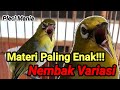 Masteran Pleci Paling Enak Bikin Nembak Variasi