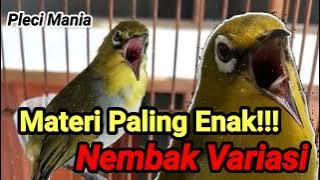 Masteran Pleci Paling Enak Bikin Nembak Variasi