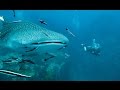 South African Dive Safari | 19 Days | Mozambique | Swaziland | South Africa | Lutwala | Nomad