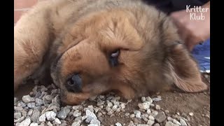 Cute Collapsing Tibetan Mastiff Puppies Give Their Trainers A Hard Time | Kritter Klub