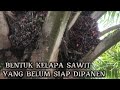 INI NAMANYA BUAH SAWIT YA TEMAN-TEMAN