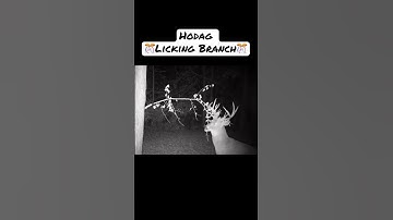 Create a self sustaining mock scrape anywhere you want! 🦌 #hunting #hunter #deer #whitetaildeer