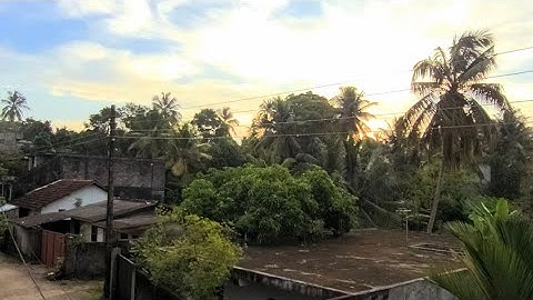 The Secret Language of Birdsong Unraveling the Morning Chorus