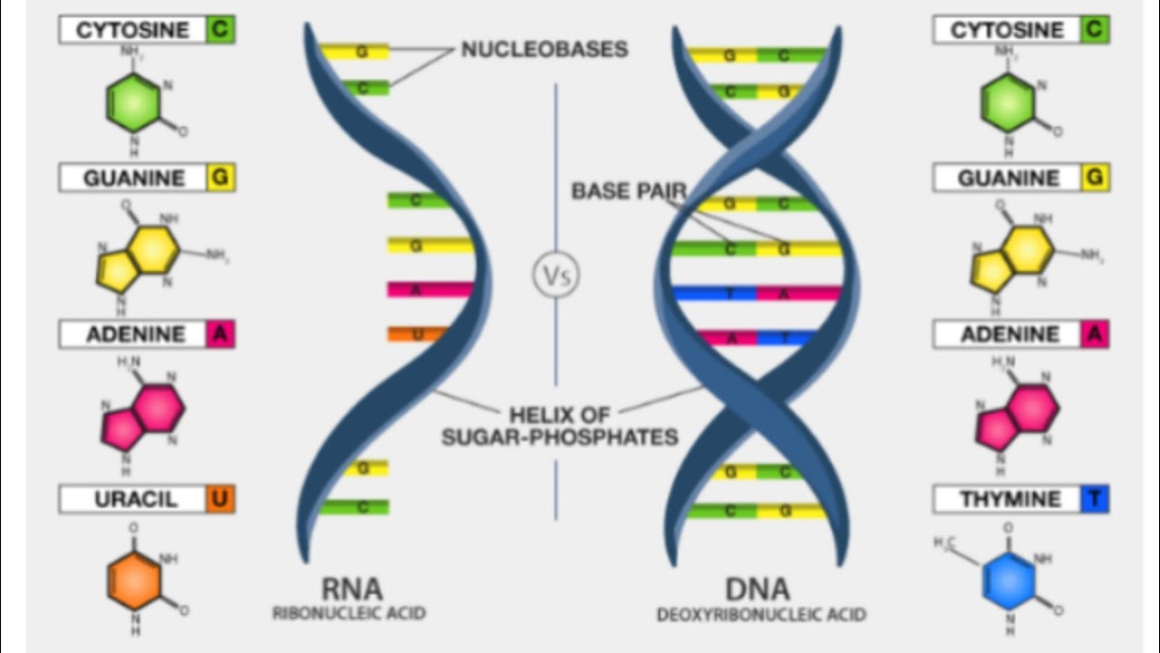 Nucleic acids: DNA and RNA || difference between DNA and RNA.