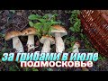 За белыми грибами в Подмосковье 2019 июль)))